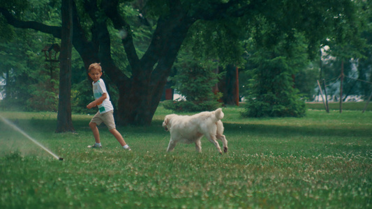追逐小男孩的俏皮狗在夏季公园一起玩洒水装置视频