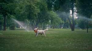 在公园的洒水器下精力充沛的金毛猎犬嘴里叼着橡胶玩具7秒视频
