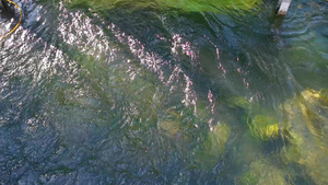 河流下流的水绿色和蓝色的河水12秒视频