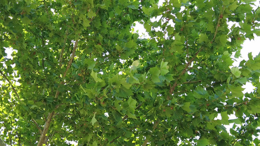 夏日风格绿色植物树木实拍视频