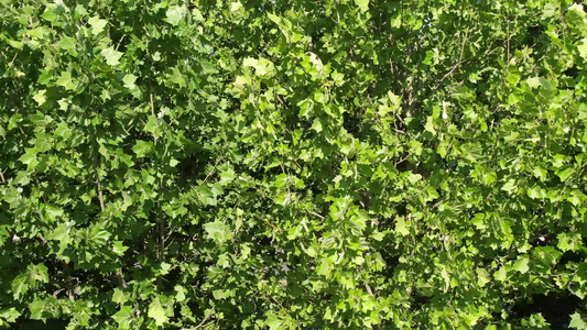 夏日风格绿色植物树木实拍视频