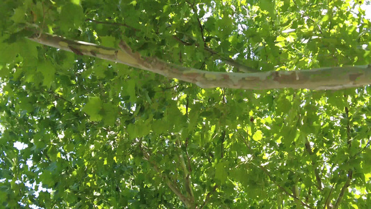 夏日风格绿色植物树木实拍视频