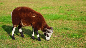一只吃绿草的公羊8秒视频