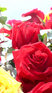 实拍婚礼婚车上鲜艳的玫瑰花花簇红色的玫瑰花视频