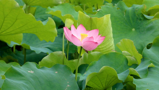 池塘荷花视频