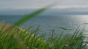 绿草在海边移动风风微风14秒视频