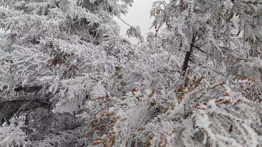 冬季雪景雾凇视频