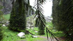 森林中采样树枝的宏观摄影10秒视频