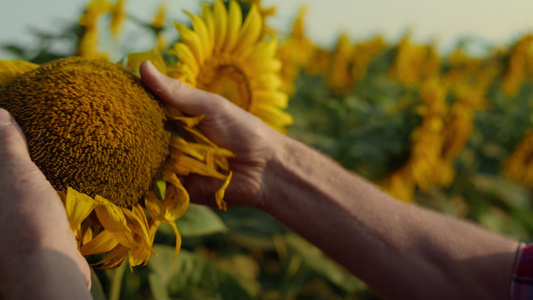检查向日葵种子质量特写的手视频