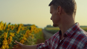 农民在农村特写镜头中检查盛开的向日葵17秒视频