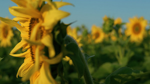 特写金色向日葵在乡村田野的早晨阳光下绽放15秒视频