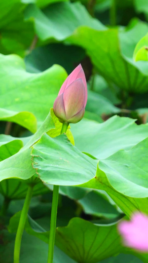 荷花池23秒视频