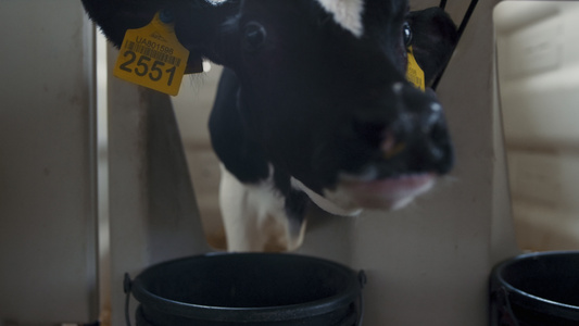年轻的母牛在牛棚特写中从桶里喝水视频