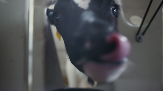 小新生母牛嗅探相机舔在谷仓视频