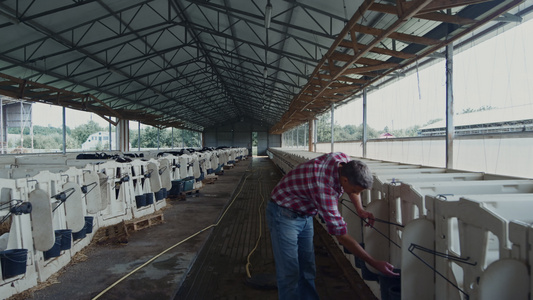 农民在新生动物牛舍兽医室喂养小牛视频