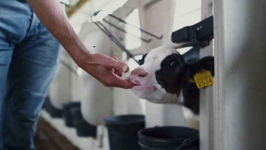 小牛咀嚼工人的手站在牛棚里为新生动物特写视频