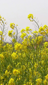 春季自然风光油菜花视频合集视频