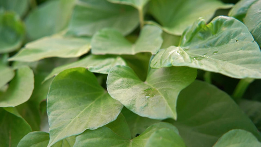 慢镜头雨滴落在茁壮生长的蔬菜叶片上视频