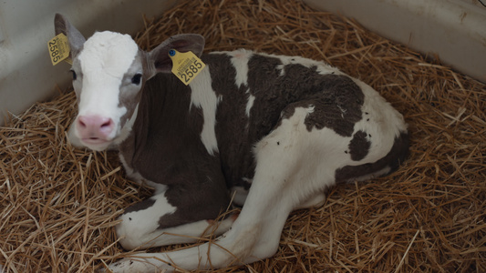 小牛犊躺在兽医设施里的稻草上视频