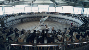 技术农场的自动化系统奶牛挤奶13秒视频