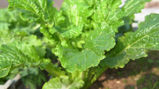 慢镜头雨滴落在茁壮生长的蔬菜叶片上视频