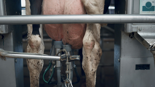 机器人牧场上的自动奶牛挤奶过程与机械设备特写视频