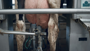 机器人牧场上的自动奶牛挤奶过程与机械设备特写25秒视频