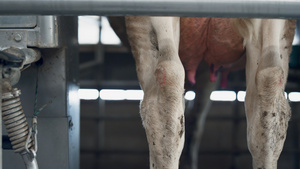 在现代农场处理自动奶牛挤奶15秒视频