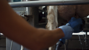 农民在奶牛场旋转木马中使用现代设备清洁奶牛28秒视频