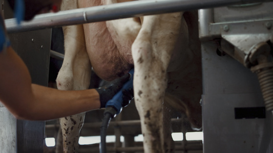 在技术谷仓挤奶过程之前男子清洗奶牛视频