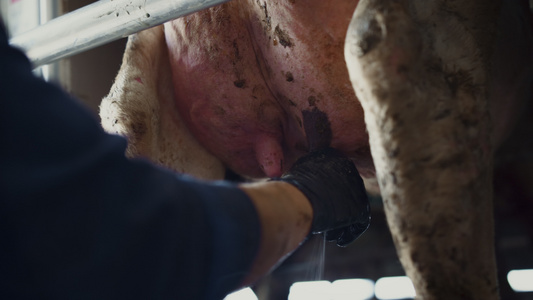 农民在农场时用手取牛奶视频