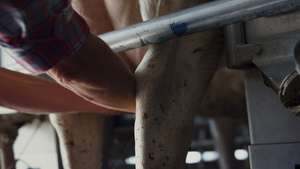 农场工人在奶牛场挤奶27秒视频
