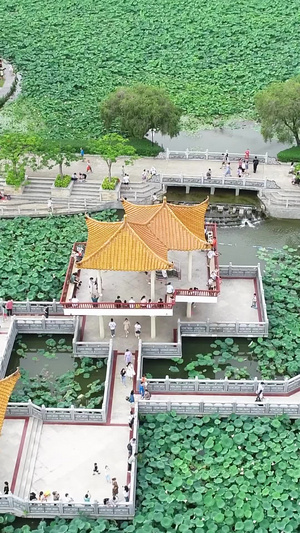 深圳洪湖公园的荷花荷叶三伏天21秒视频