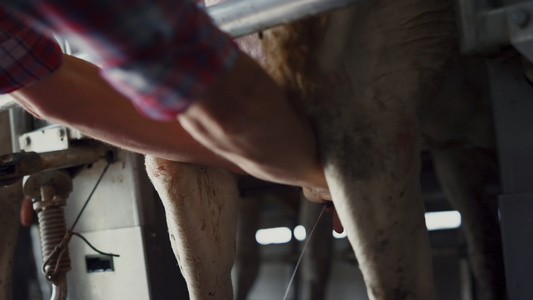 农民在现代技术畜牧设施中亲手挤奶视频