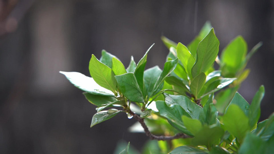 慢镜头沐浴在阳光和雨中的绿色植物特写视频