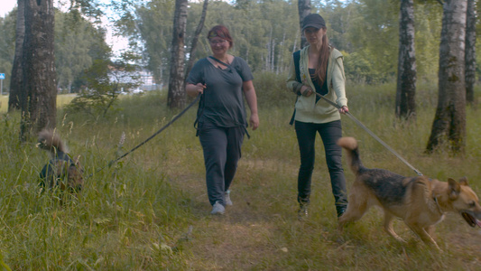 两名妇女自愿与狗一起行走视频