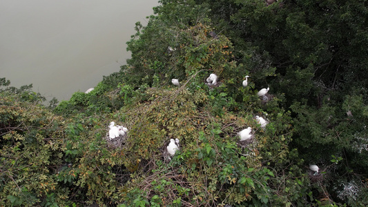 航拍丛林里栖息的白鹭视频