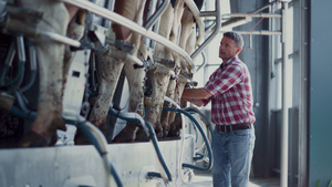 农场工人在机械设备上检查自动挤奶机18秒视频