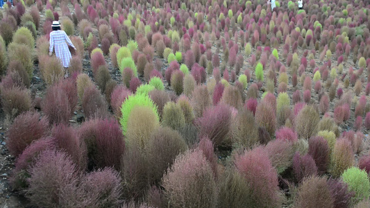 浪漫的乡村振兴植物植被地肤草视频