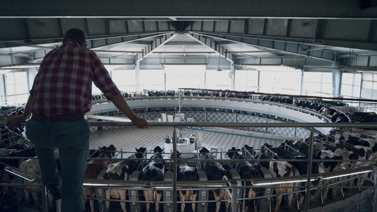 农民检查自动化现代奶牛场的挤奶系统视频