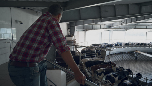 农场工人控制自动转盘系统的挤奶设施工作视频