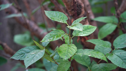 慢镜头雨滴落在雨林绿色植物叶片上视频