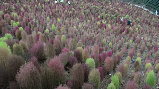 浪漫的乡村振兴植物植被地肤草视频