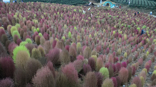 浪漫的乡村振兴植物植被地肤草视频