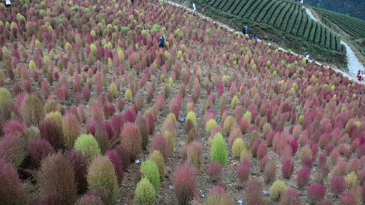 浪漫的乡村振兴植物植被地肤草视频