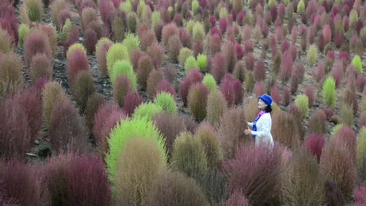 浪漫的乡村振兴植物植被地肤草视频