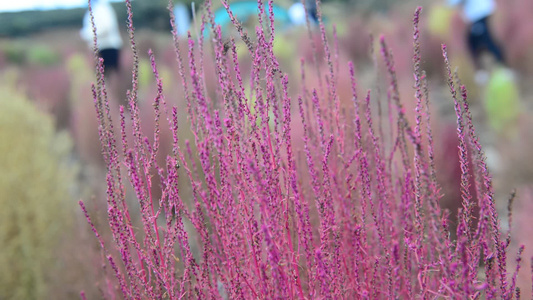 浪漫的乡村振兴植物植被地肤草视频