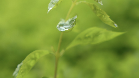 清新唯美的雨中绿植花草微距镜头合集视频