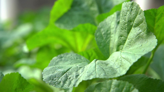 慢镜头雨滴落在茁壮生长的蔬菜叶片上视频