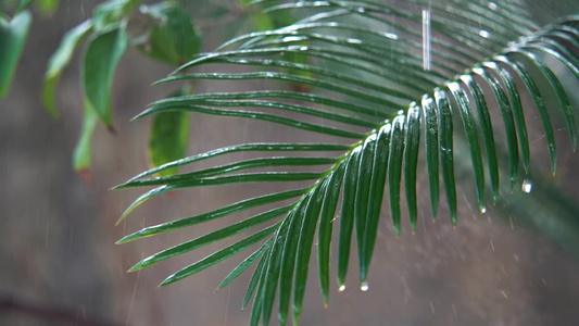 慢镜头大自然水滴雨滴绿色树叶空镜视频